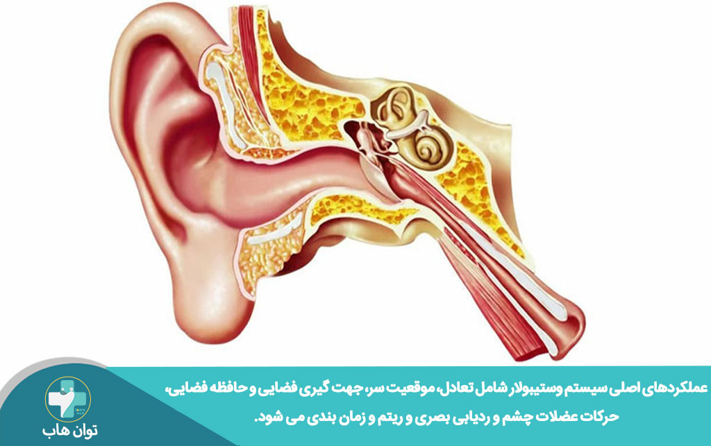 عملکرد اصلی سیستم وستیبولار